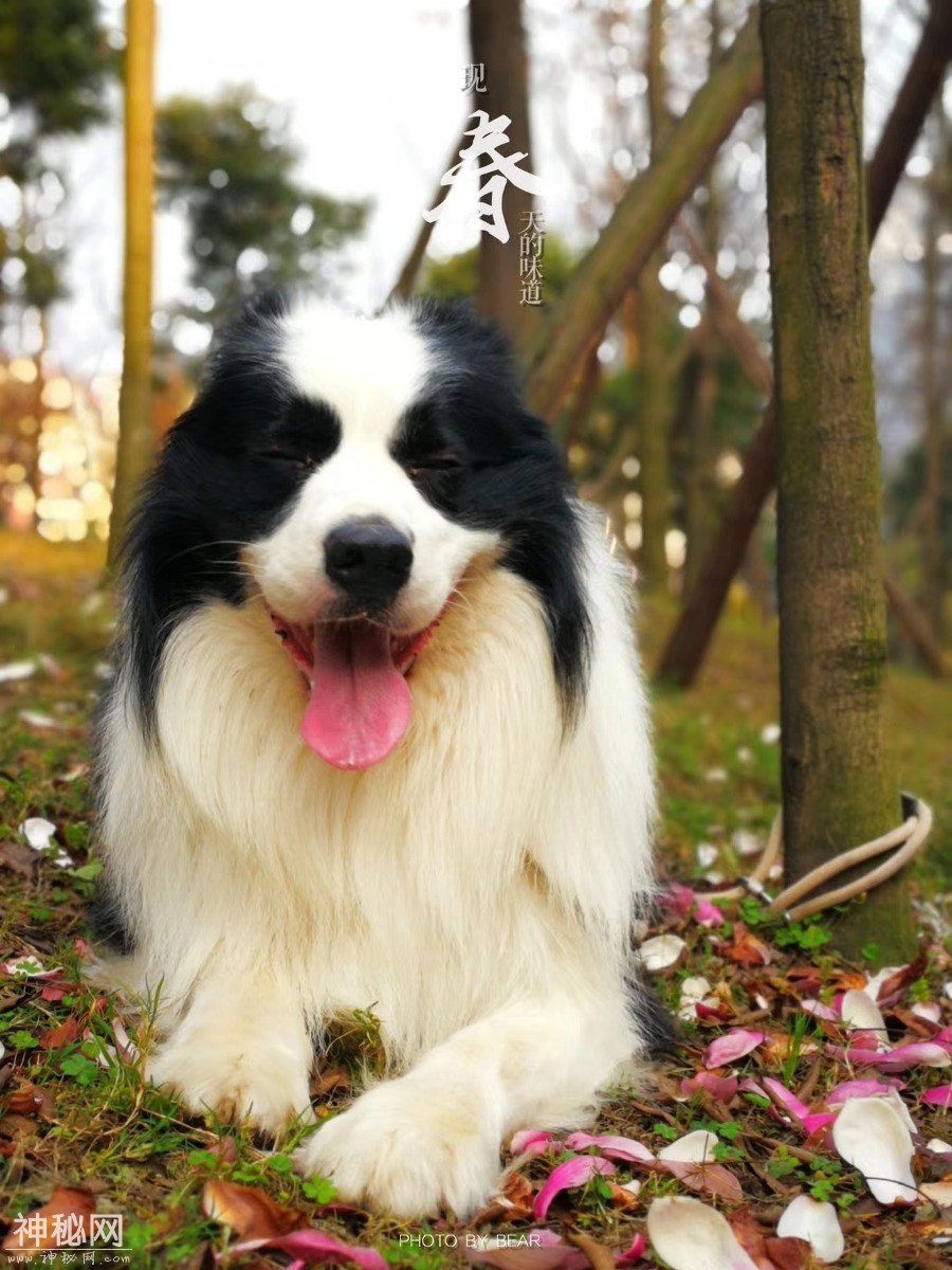 图虫人文摄影：发点熊猫的老图-4.jpg