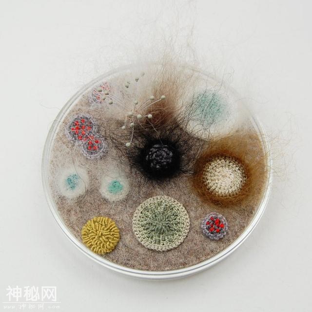 培养皿中生长着钩针和刺绣的细菌-1.jpg