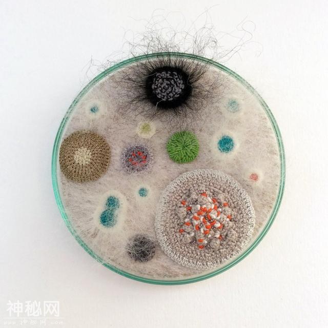 培养皿中生长着钩针和刺绣的细菌-3.jpg