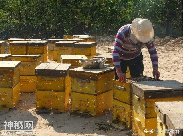 老蜂农坚决不用的两种王台，由于迷惑性太强老蜂农也很难发现-5.jpg