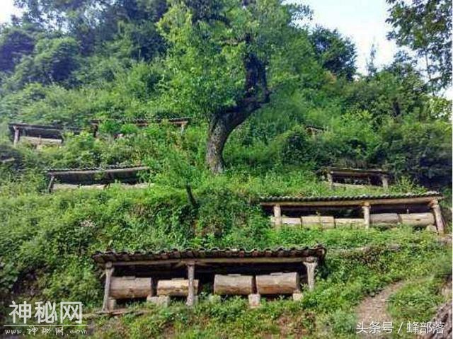 老蜂农坚决不用的两种王台，由于迷惑性太强老蜂农也很难发现-2.jpg