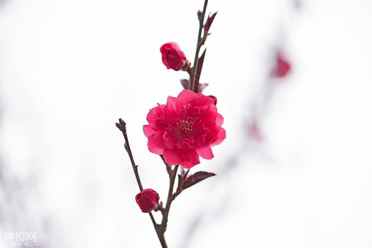 图虫人文摄影：一枝独秀，艳压群芳-3.jpg