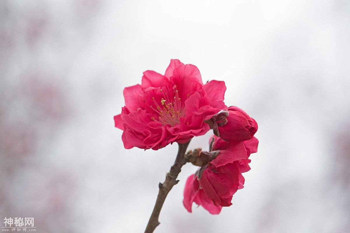 图虫人文摄影：一枝独秀，艳压群芳-2.jpg