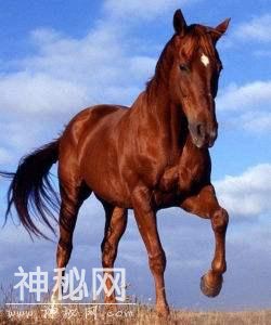 马中赤兔 盘点历史上十大良驹-2.jpg