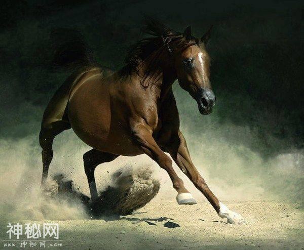 马中赤兔 盘点历史上十大良驹-10.jpg
