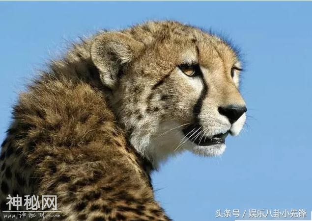 心理测试：哪只动物看起来最凶？测试你哪里容易得罪人-3.jpg