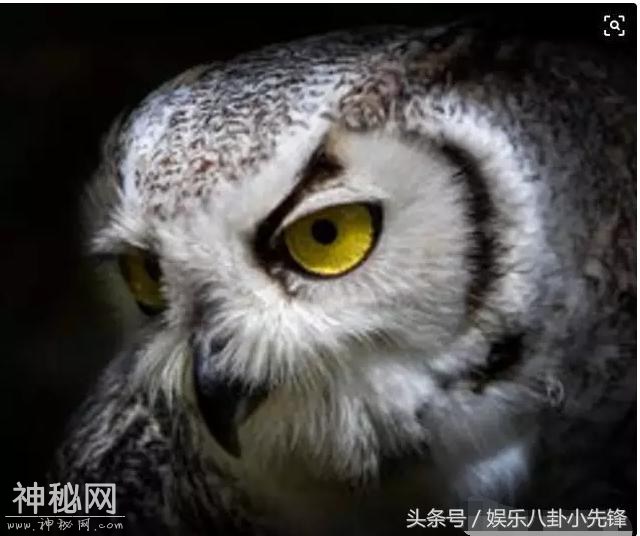 心理测试：哪只动物看起来最凶？测试你哪里容易得罪人-4.jpg