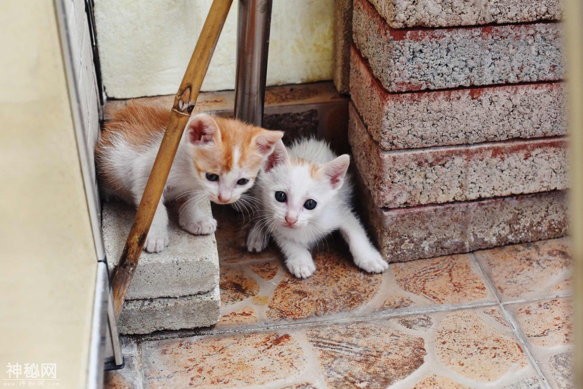 图虫人文摄影：小奶猫总是萌态十足-2.jpg
