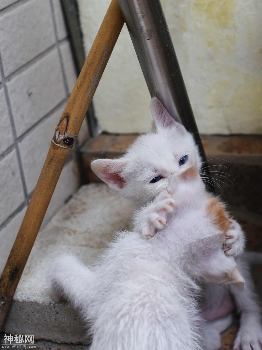 图虫人文摄影：小奶猫总是萌态十足-1.jpg
