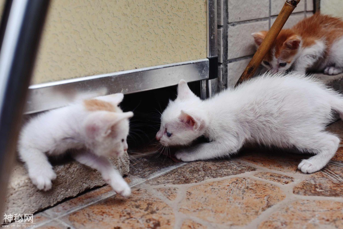 图虫人文摄影：小奶猫总是萌态十足-5.jpg