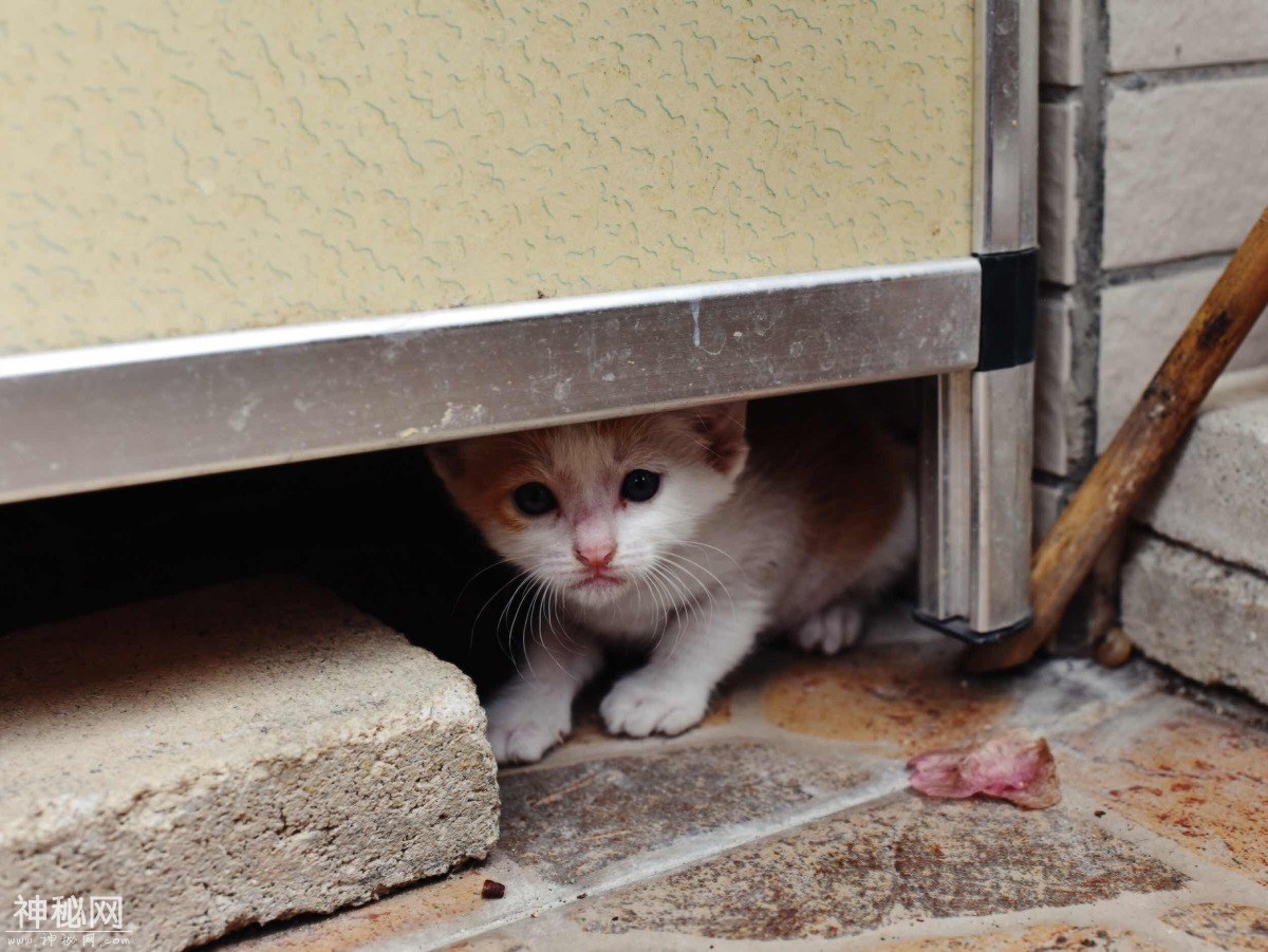 图虫人文摄影：小奶猫总是萌态十足-7.jpg