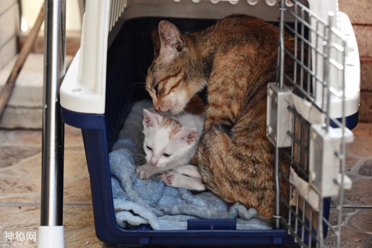 图虫人文摄影：小奶猫总是萌态十足-3.jpg
