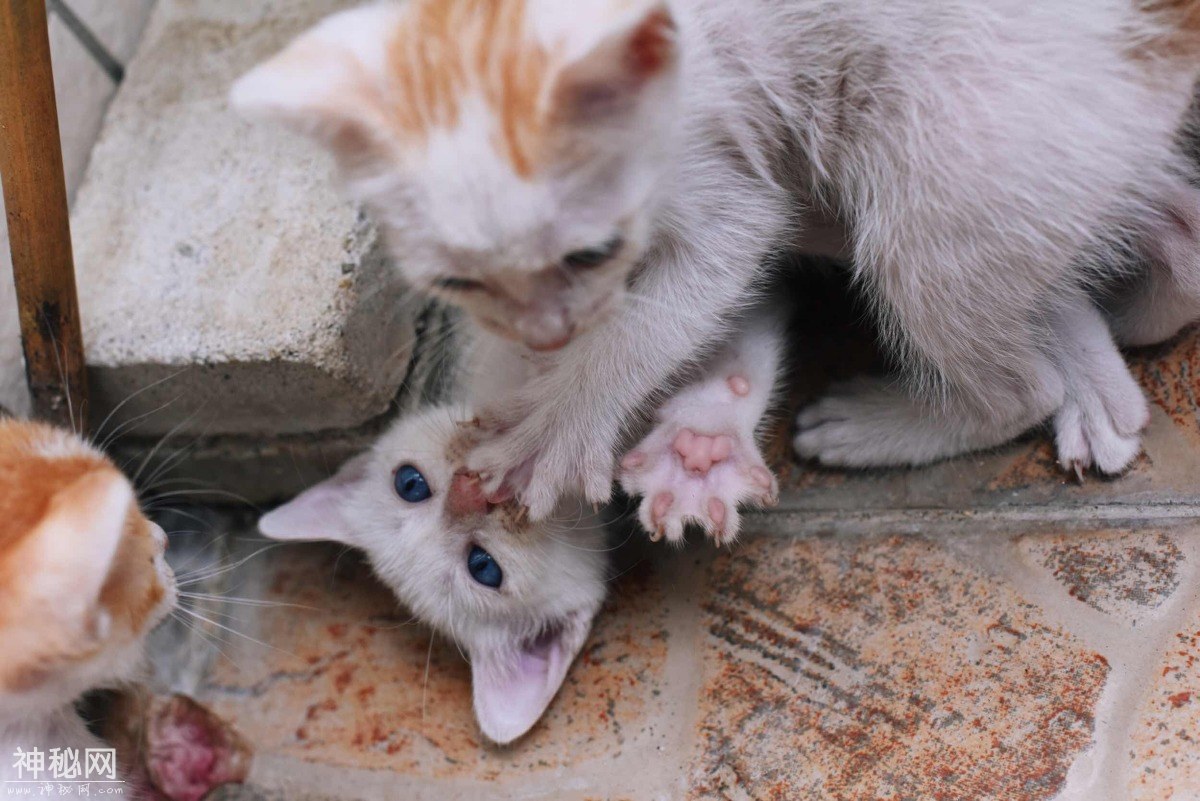 图虫人文摄影：小奶猫总是萌态十足-6.jpg