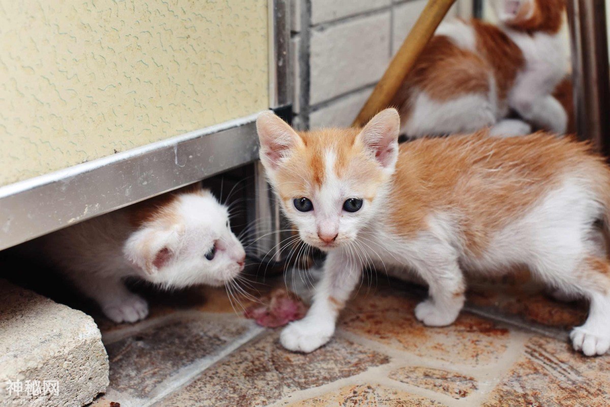 图虫人文摄影：小奶猫总是萌态十足-4.jpg