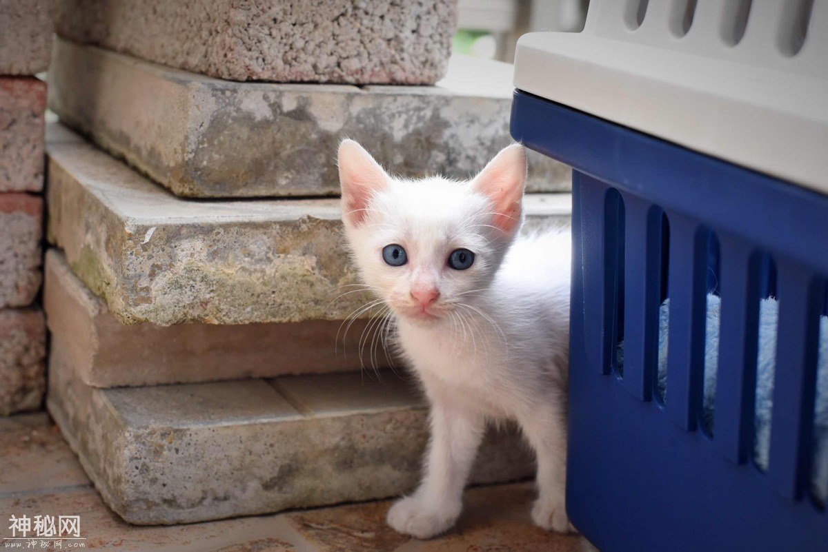 图虫人文摄影：小奶猫总是萌态十足-9.jpg
