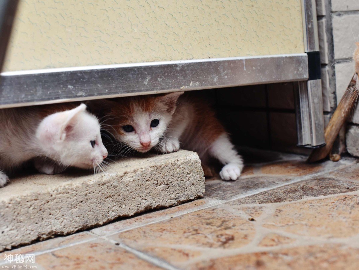 图虫人文摄影：小奶猫总是萌态十足-8.jpg