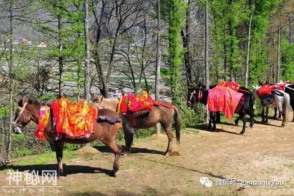 舟曲坪定跑马节民俗活动公告-2.jpg