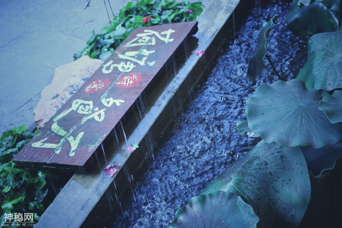 图虫人文摄影：荷塘·诗意餐厅-7.jpg