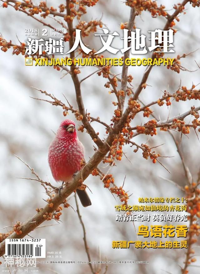 新疆人文地理丨草木青·杏花开-2.jpg