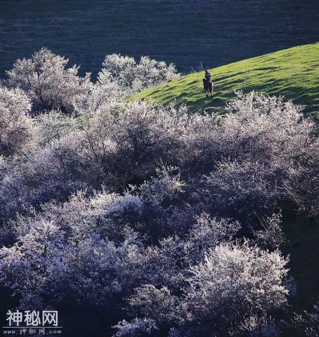 新疆人文地理丨草木青·杏花开-7.jpg