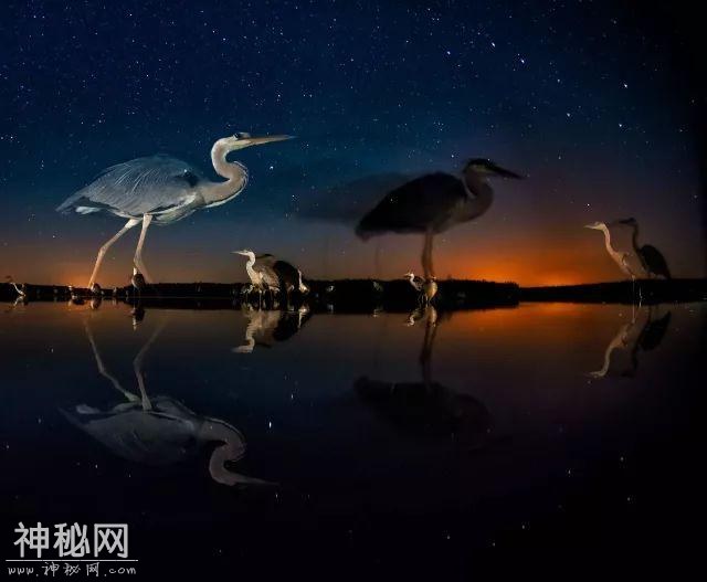 全球第一的天才摄影师自带隐身术，把野生动物都拍蒙了！-17.jpg