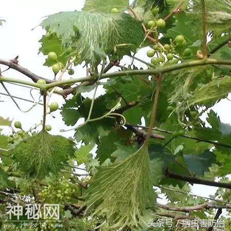 病毒性病害特征，以及蔬菜病毒病防治经验-3.jpg