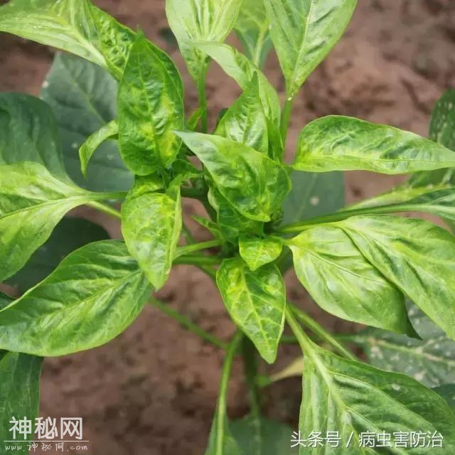 病毒性病害特征，以及蔬菜病毒病防治经验-1.jpg