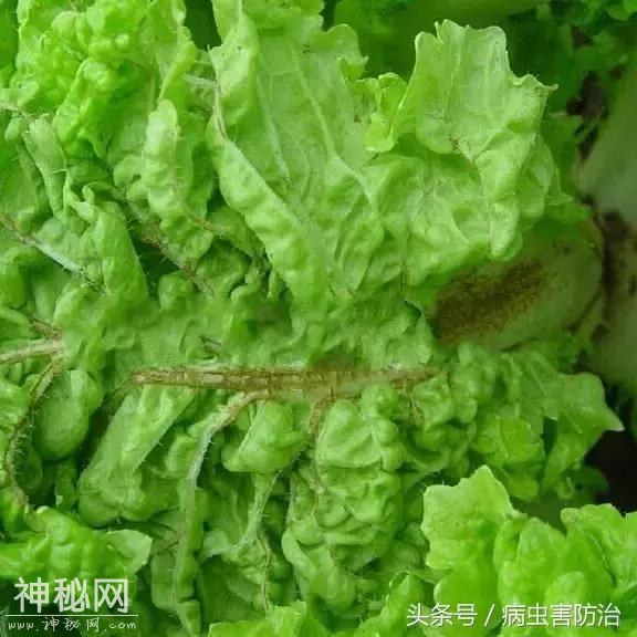 病毒性病害特征，以及蔬菜病毒病防治经验-2.jpg