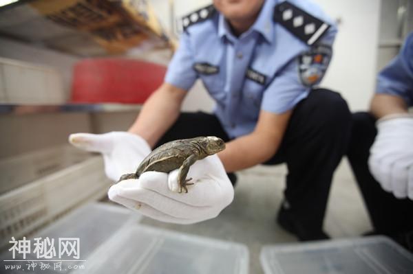 广州海关破获一宗走私活体动物入境案-2.jpg