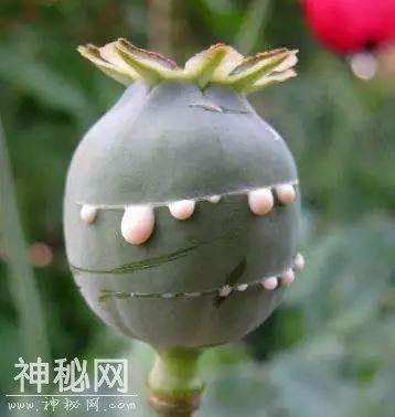 吸毒的古代名人，后来怎样了？-3.jpg