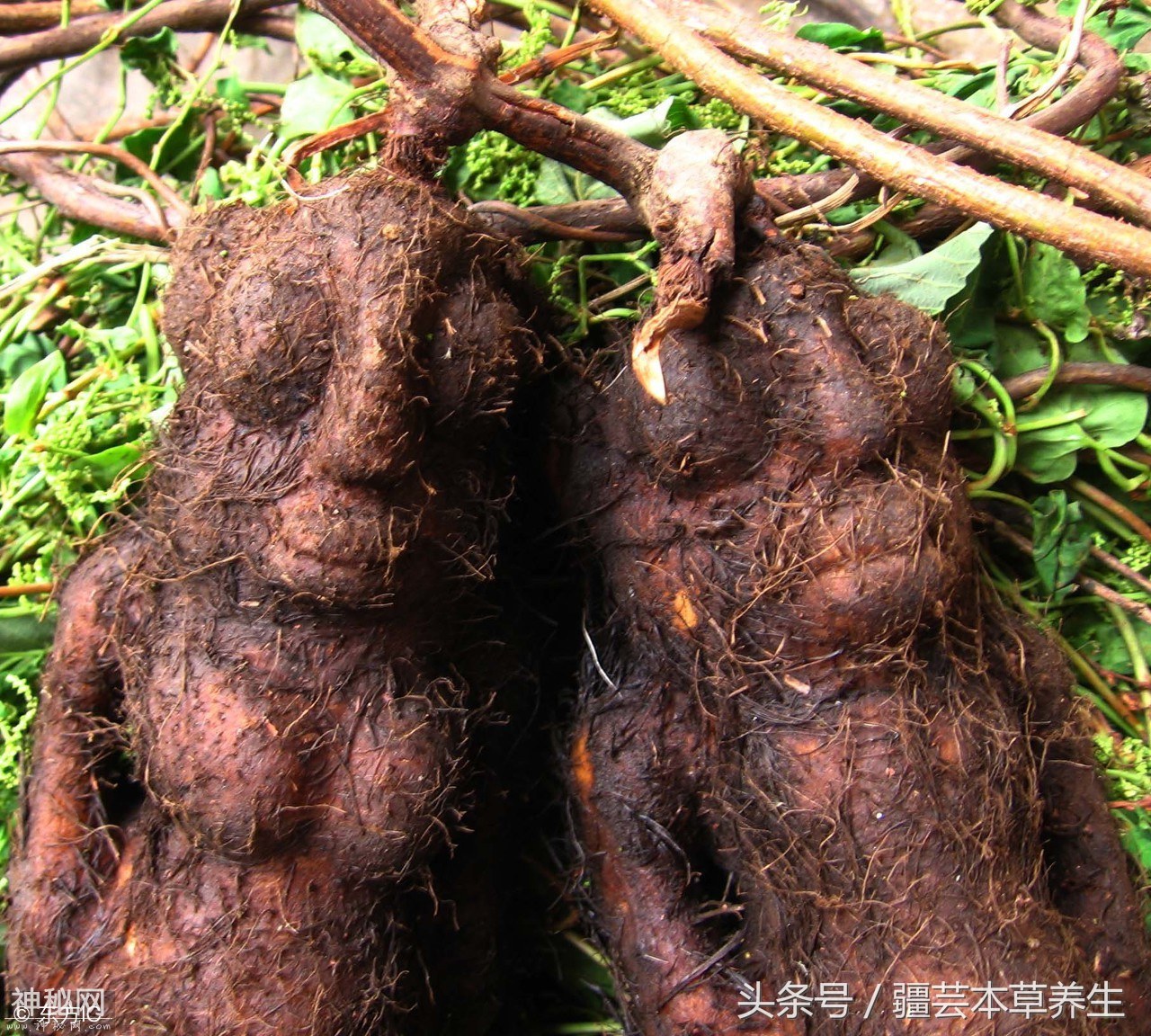 保健名膳补阴阳-5.jpg