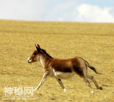 生物图集：蒙古野驴-3.jpg