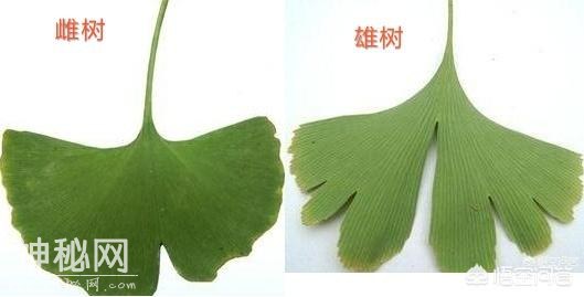 银杏树也分公母，这些办法教您如何区分银杏树的性别-3.jpg