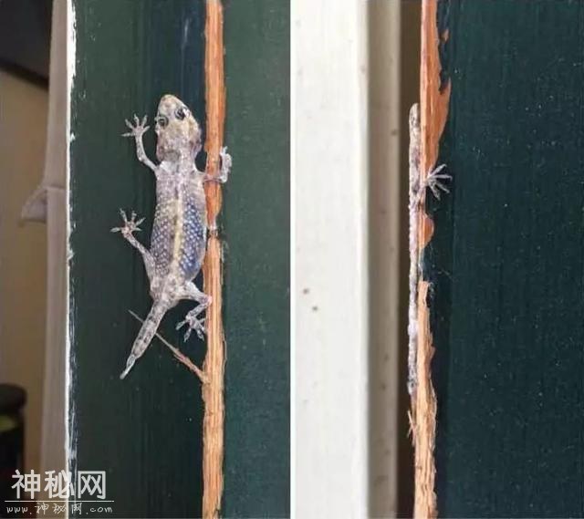 23张不可思议的照片，竟然不是PS的！-9.jpg