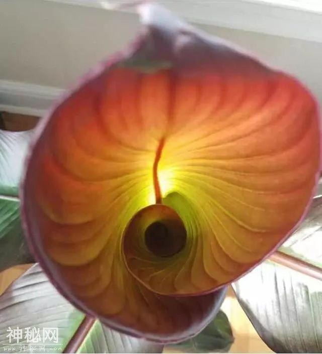 23张不可思议的照片，竟然不是PS的！-6.jpg