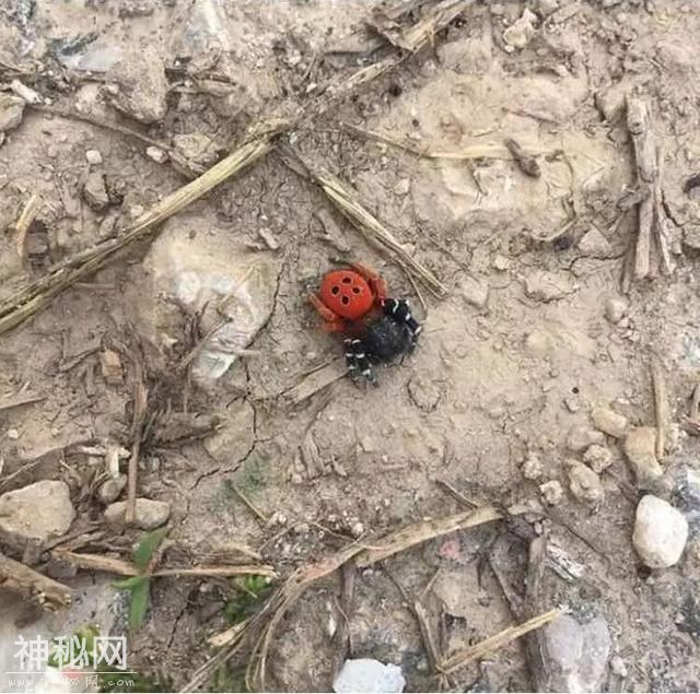 23张不可思议的照片，竟然不是PS的！-11.jpg