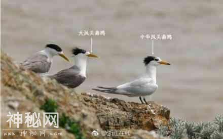浙江科学家发现惊人秘密 神话之鸟或临灭顶之灾-1.jpg