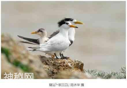 浙江科学家发现惊人秘密 神话之鸟或临灭顶之灾-2.jpg