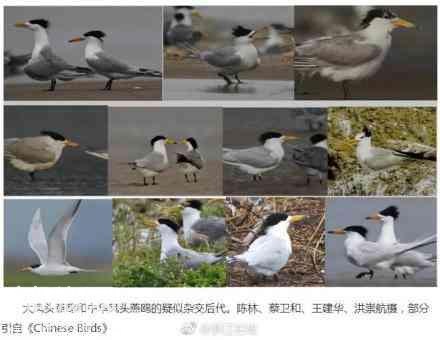 浙江科学家发现惊人秘密 神话之鸟或临灭顶之灾-5.jpg