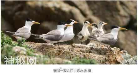 浙江科学家发现惊人秘密 神话之鸟或临灭顶之灾-3.jpg