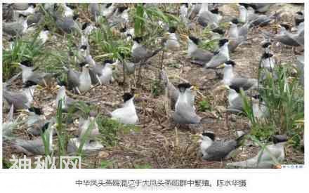 浙江科学家发现惊人秘密 神话之鸟或临灭顶之灾-6.jpg