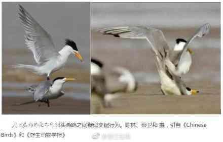 浙江科学家发现惊人秘密 神话之鸟或临灭顶之灾-4.jpg