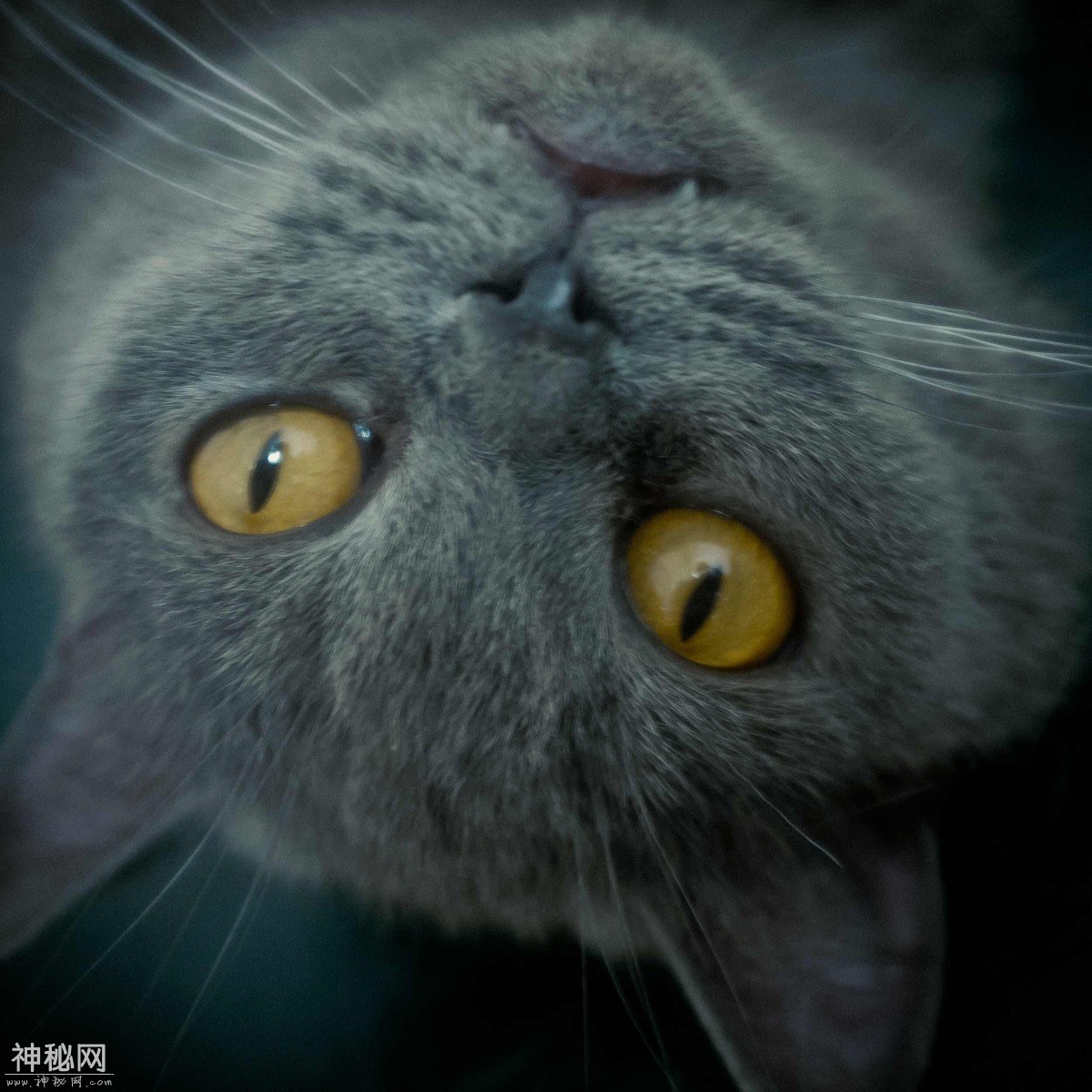 图虫人文摄影：猫-1.jpg