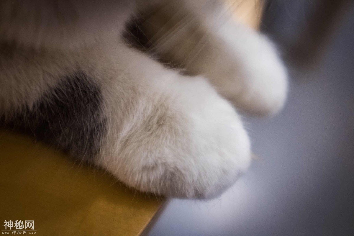 图虫人文摄影：猫-6.jpg