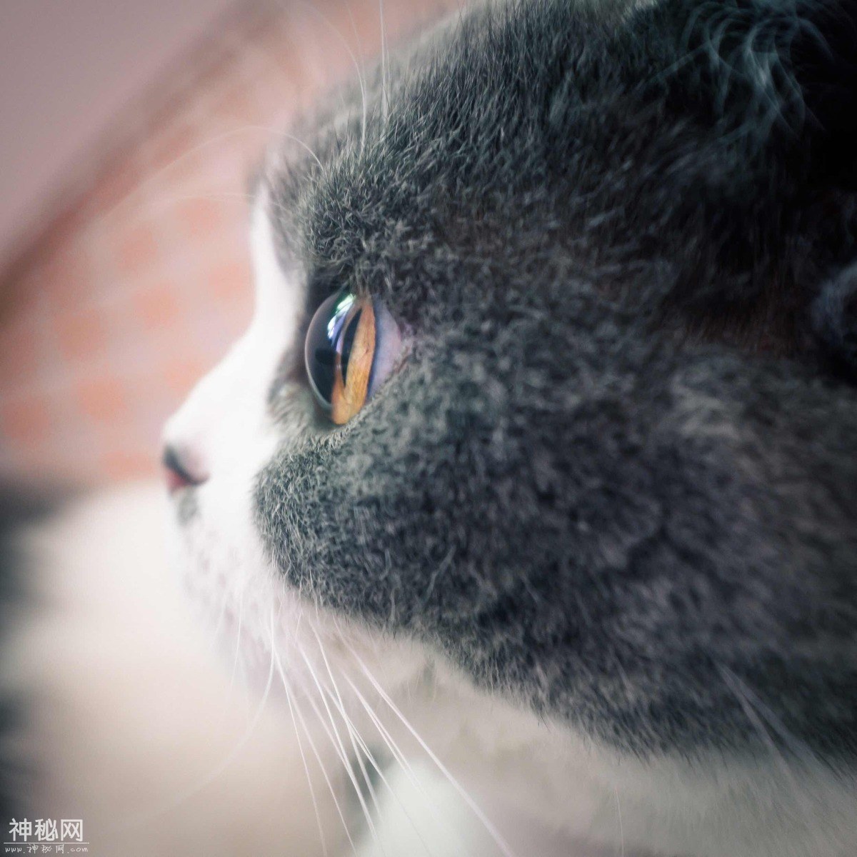 图虫人文摄影：猫-10.jpg