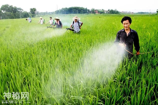 农民千万要正确打除草剂，别等药害产生，不然就晚了！-2.jpg