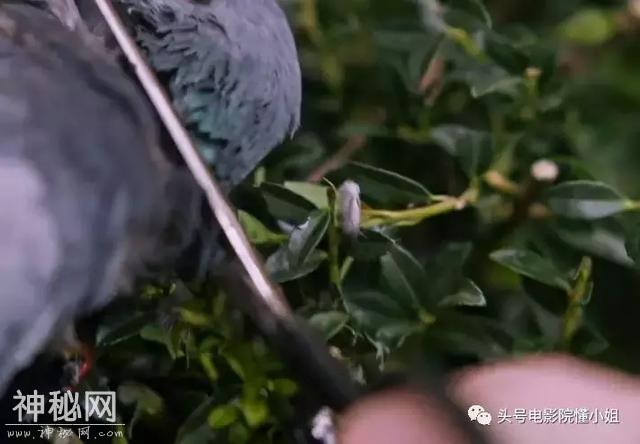 这是今年最吓人恐怖片？还没上映就被高分霸屏 有影评人打出满分-15.jpg