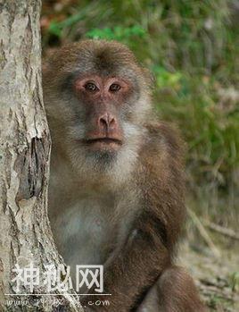 夫妻非法收购82只野生珍稀动物 家里像开动物园-2.jpg