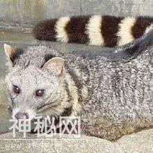 夫妻非法收购82只野生珍稀动物 家里像开动物园-7.jpg