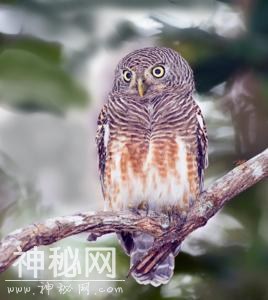 夫妻非法收购82只野生珍稀动物 家里像开动物园-4.jpg